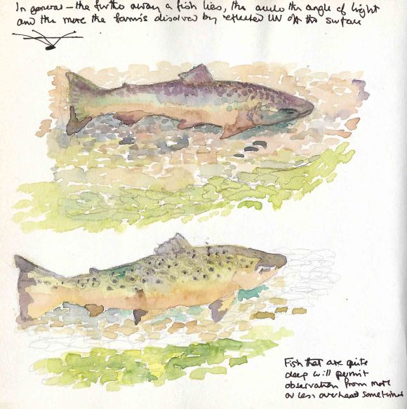 swimming trout 1 thnl