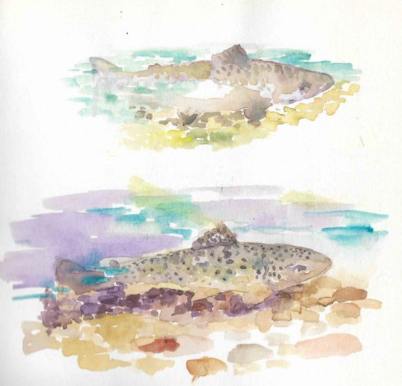 swimming trout 2 thnl